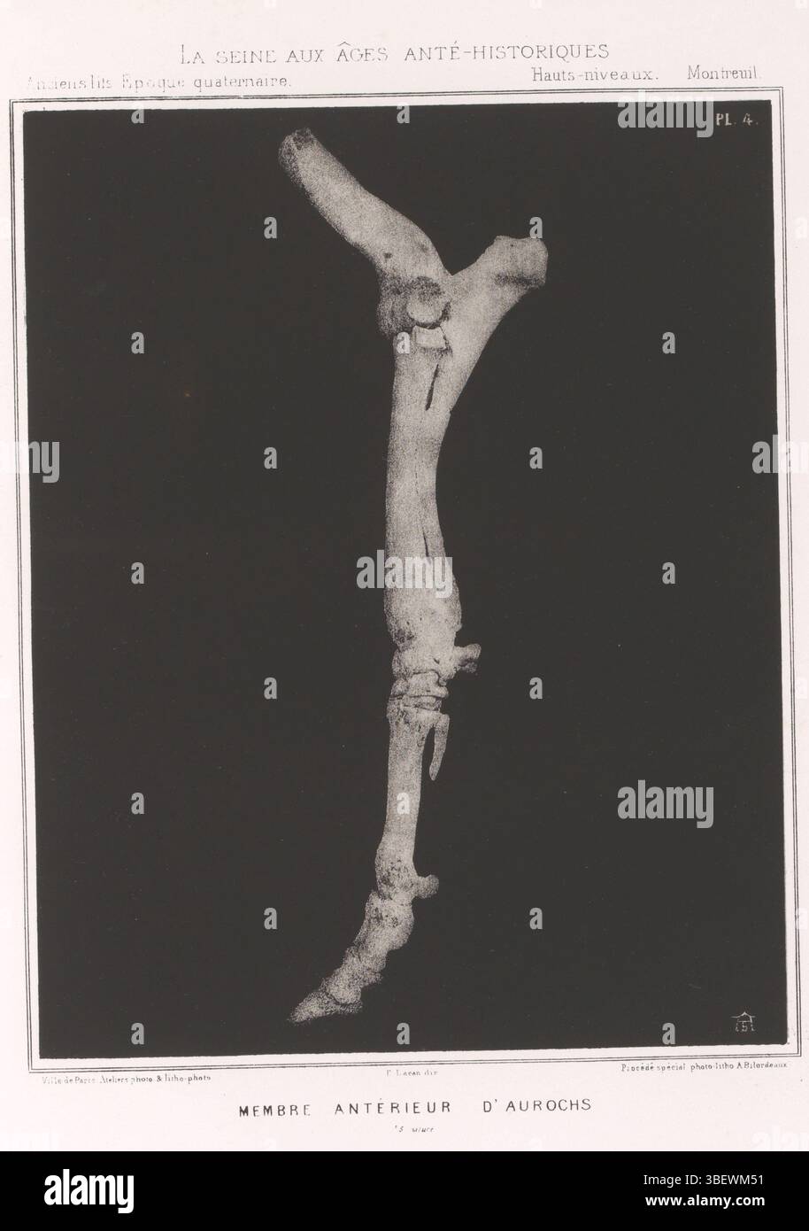 Parigi, Lacan, E., Parigi, Imprimerie Impériale, ville de Paris, Francia, MEMBRE ANTÉRIEUR D'AUROCHS [(...]/5 natura, ossa da una gamba anteriore di un oero, stampa recto-stampata, stampa fotomeccanica, pagina, foto, libri illustrati fotografici, PL. 4, Ville de Paris Ateliers Photo & lito Photo E. Lacan, dir. Procédé spécial Photo-litho A. Bilordeaux, recto, under - stampato, AB, altezza 243 mm, larghezza 193 mm, fotografo, 1860 - 1869, carta, fotografia, Clavémaker, tipografo, pubblicazione (evento), pubblicazione, editore, supervisione Foto Stock