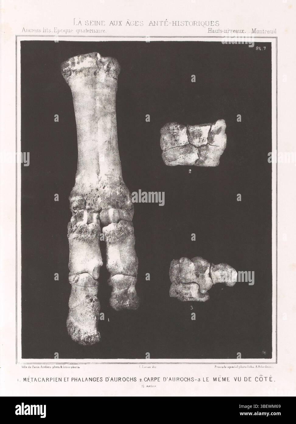 Parigi, Lacan, E., Parigi, Impériale, ville de Paris, Francia, 1. MÉTACARPIEN ET PHALANGES D'AUROCHS 2. CARPE D'AUROCHS - 3. MÈME VU DE CÔTÉ. 1/2 natura, ossa delle gambe di un oero, stampa recto-stampata, stampa fotomeccanica, pagina, foto, libri illustrati fotografici, PL. 7, Ville de Paris Ateliers Photo & lito Photo E. Lacan, dir. Procédé spécial Photo-litho A. Bilordeaux, recto, under - stampato, AB, altezza 238 mm, larghezza 189 mm, fotografo, 1860 - 1869, carta, fotolitografia, Clavémaker, tipografo, pubblicazione (evento), pubblicazione, editore, supervisione Foto Stock