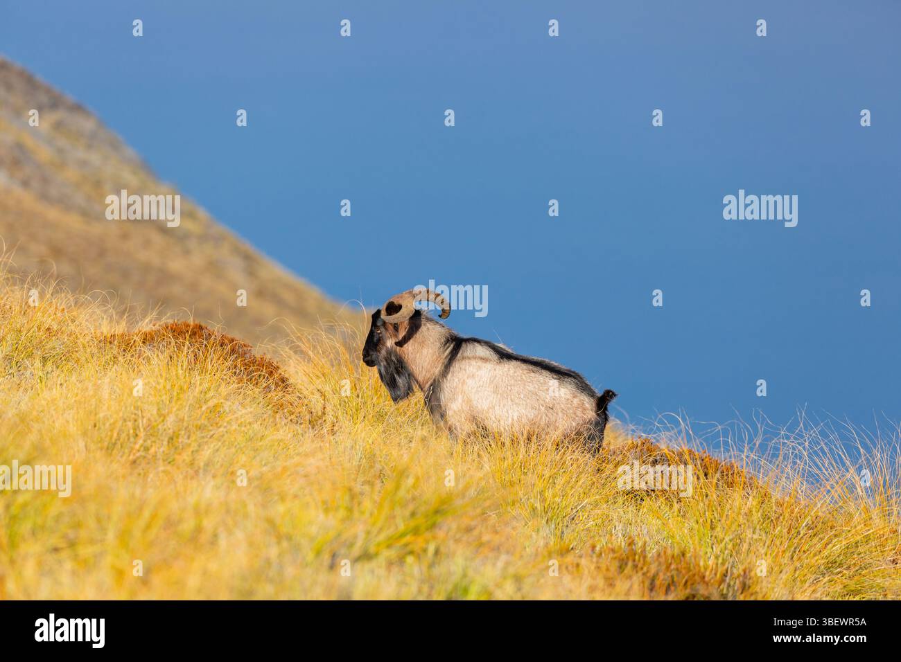 Una capra selvaggia sulla Ben Lomond Scenic Reserve, Queenstown, Otago, nuova Zelanda Foto Stock