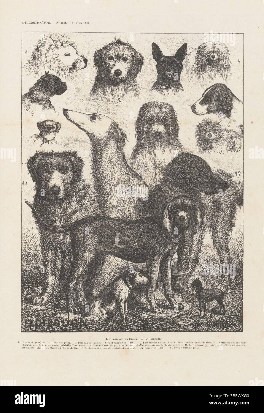 Dirouon, E., fotoreproduzione di una stampa, raffigurante diverse razze di cani, redatte, stampa fotomeccanica, riproduzione, pagina, foto, libri fotografici illustrati, 3, altezza 133 mm, larghezza 90 mm, Maker, 1866 - 1876, carta, fotolitografia, concetto di lavoro Foto Stock