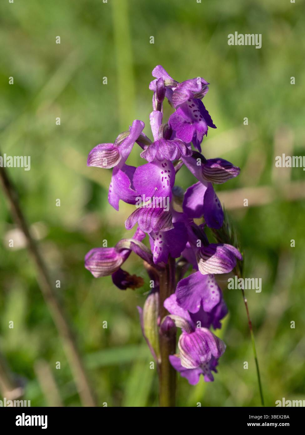 Un'unica punta floreale della mascula orchidea britannica originaria di Orchis Foto Stock
