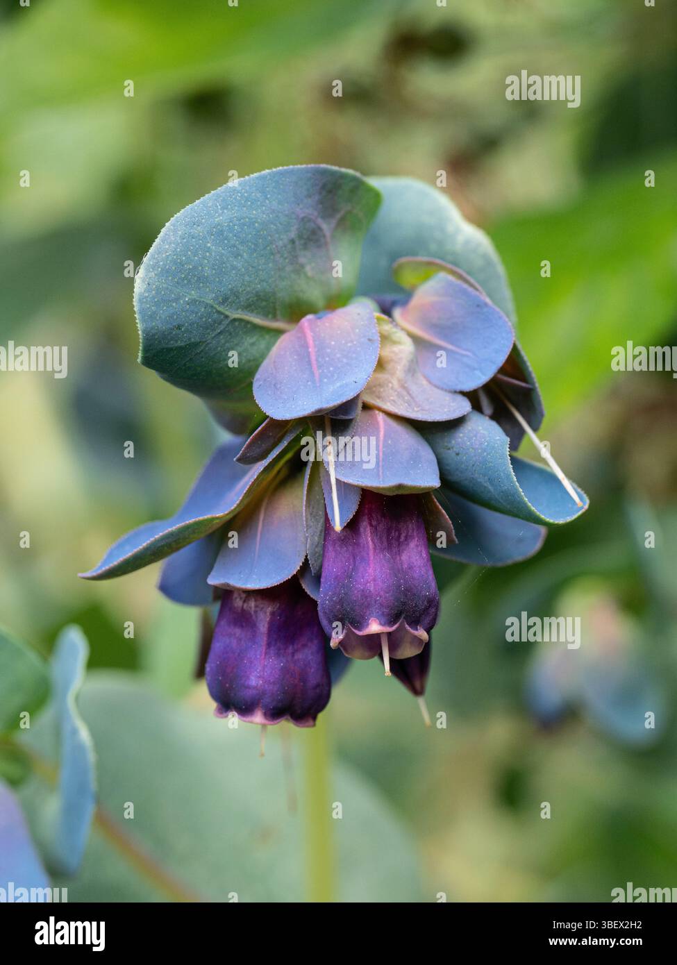Una singola testa di fiori di Cerinthe 'Purpurascens' con il tipico bratto viola e fiori viola profondi Foto Stock Una singola testa di fiori di Cerinthe 'Purpurascens' con il tipico bratto viola e fiori viola profondi Foto Stock