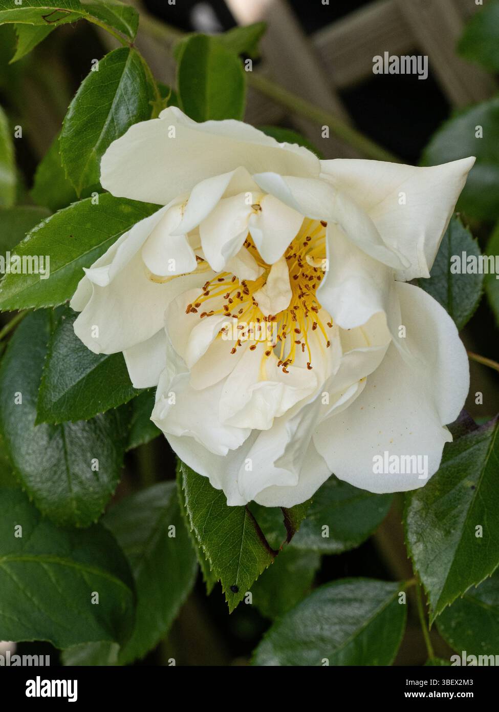 Un ritratto di un singolo fiore della famosa rosa sgargiante "città di York" Foto Stock
