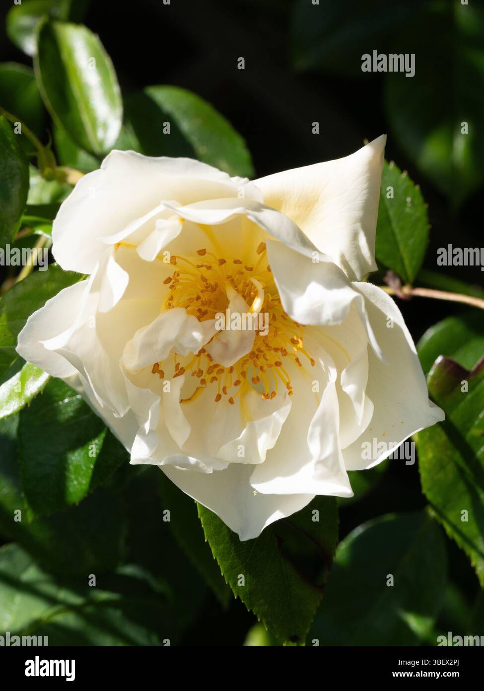 Un ritratto di un singolo fiore della famosa rosa sgargiante "città di York" Foto Stock