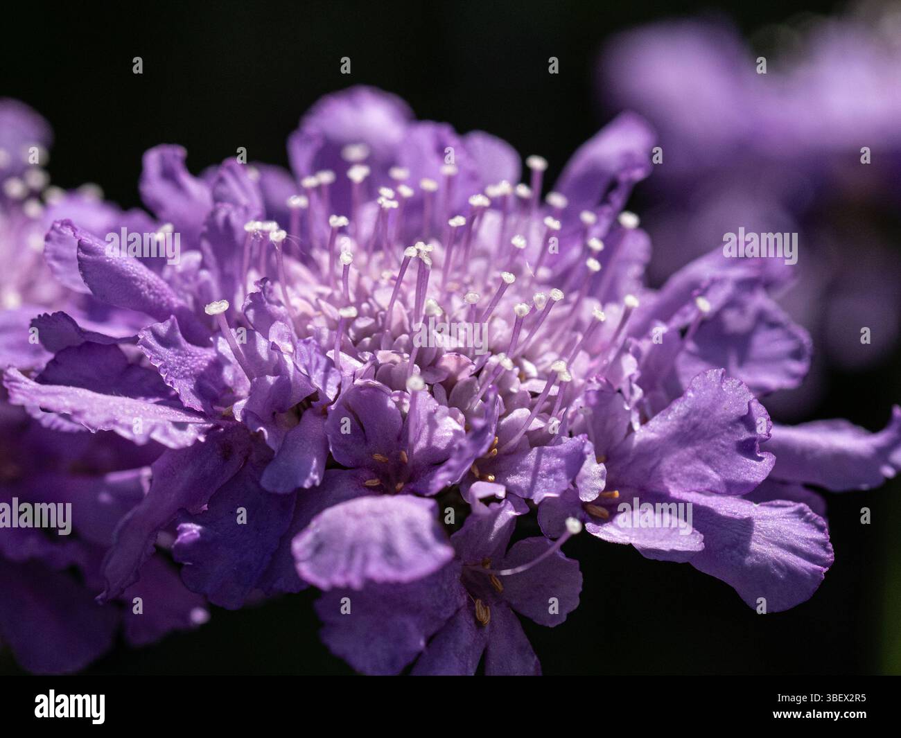 Un unico fiore lilla pallido del popolare perenne Scabious "Butterfly Blue" Foto Stock