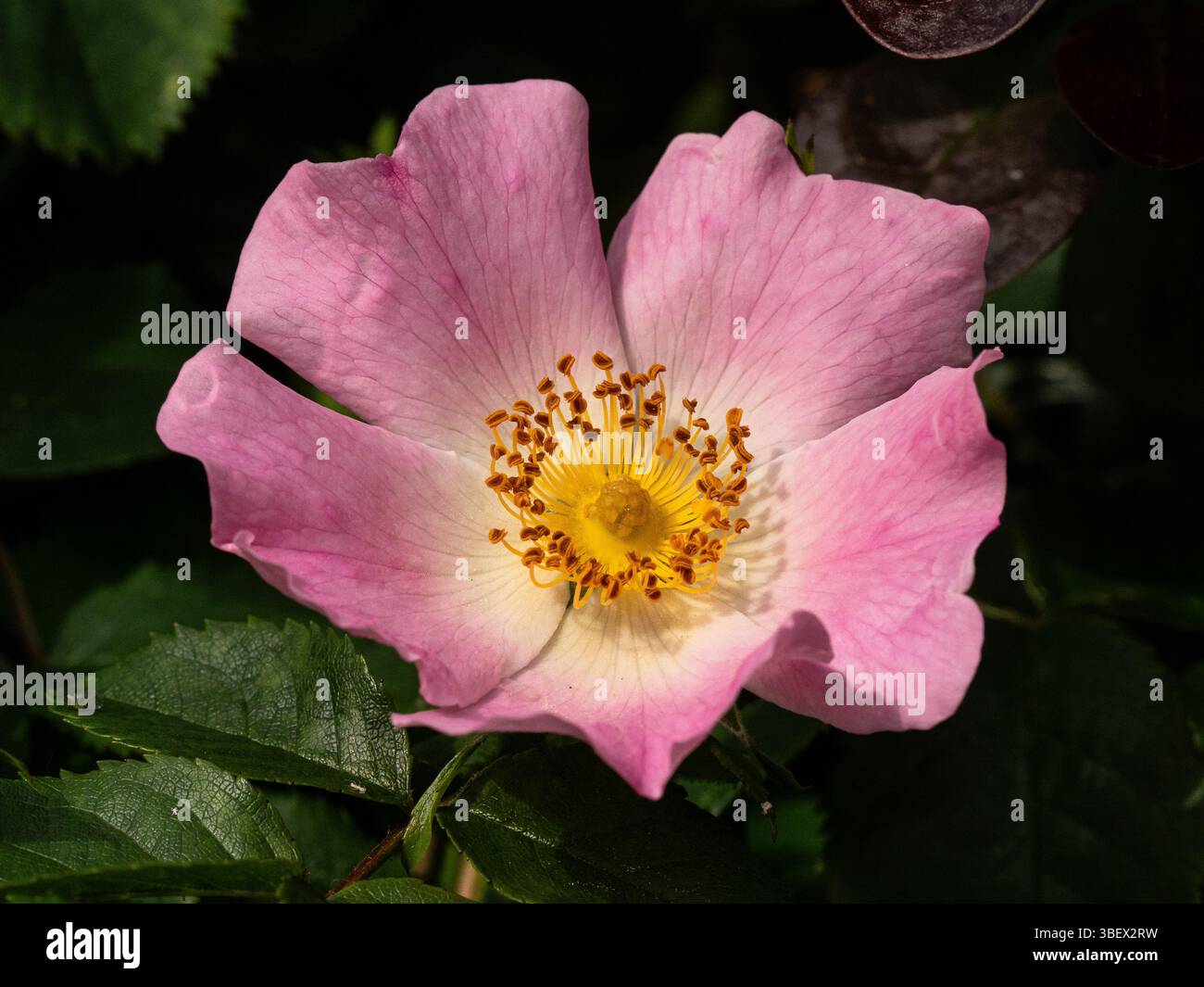 Un primo piano di un singolo fiore di un cane rosa canina Foto Stock