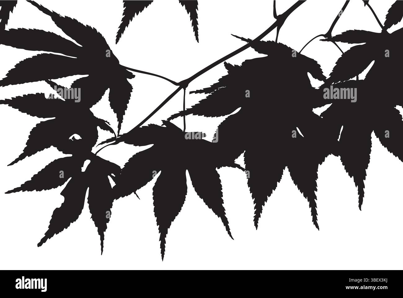 Le foglie d'acero sagomate su sfondo bianco creano un netto contrasto e un'arte naturalistica minimalista. Illustrazione Vettoriale