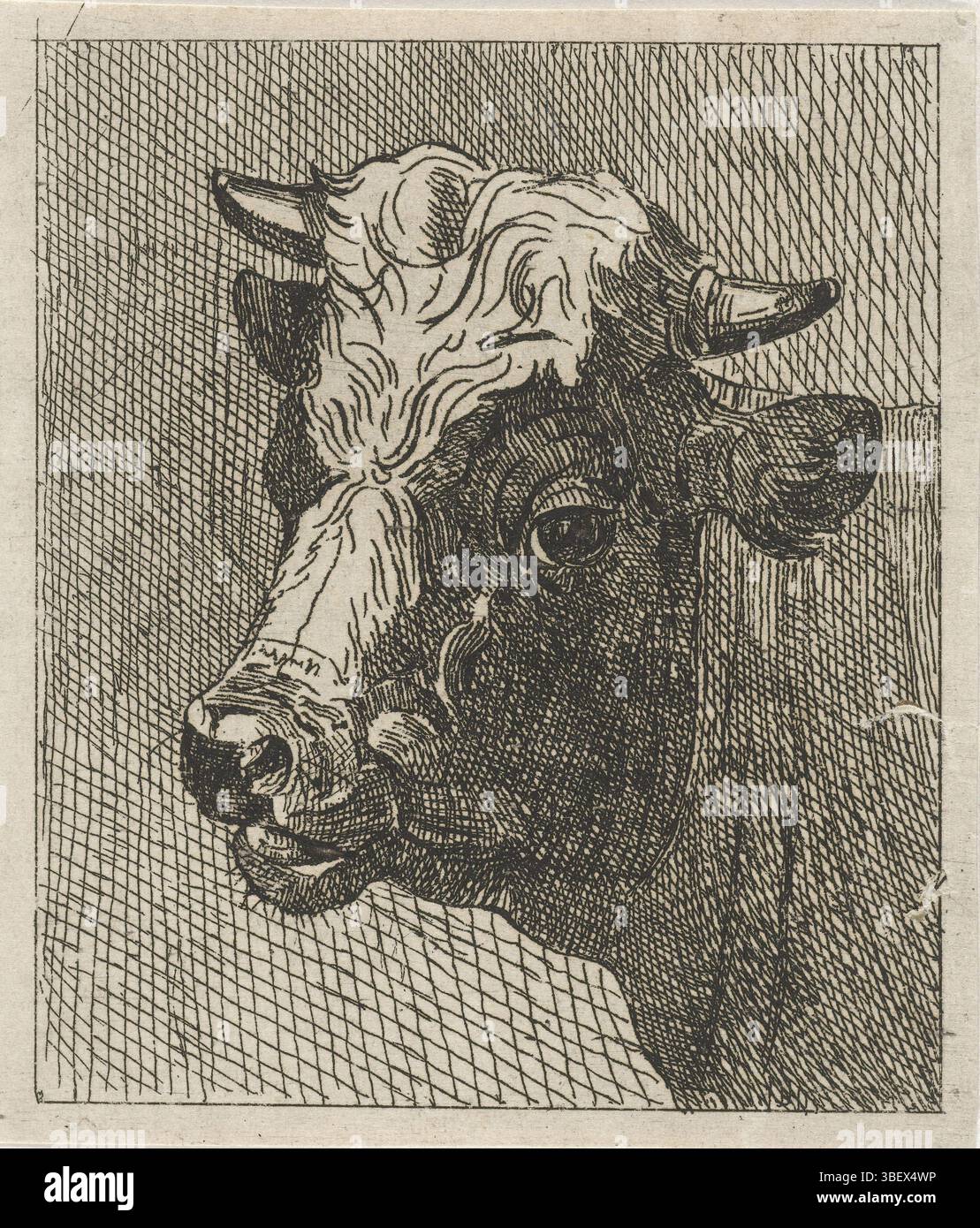 Den Haag, Hari, Johannes (II), mucche testa a sinistra, l'Aia, verso - timbrato, stampa, altezza 85 mm, larghezza 74 mm, 1807-12-01 - 1887-03-18, macchina di stampa, 1822 - 1887, carta, incisione, incisione Foto Stock