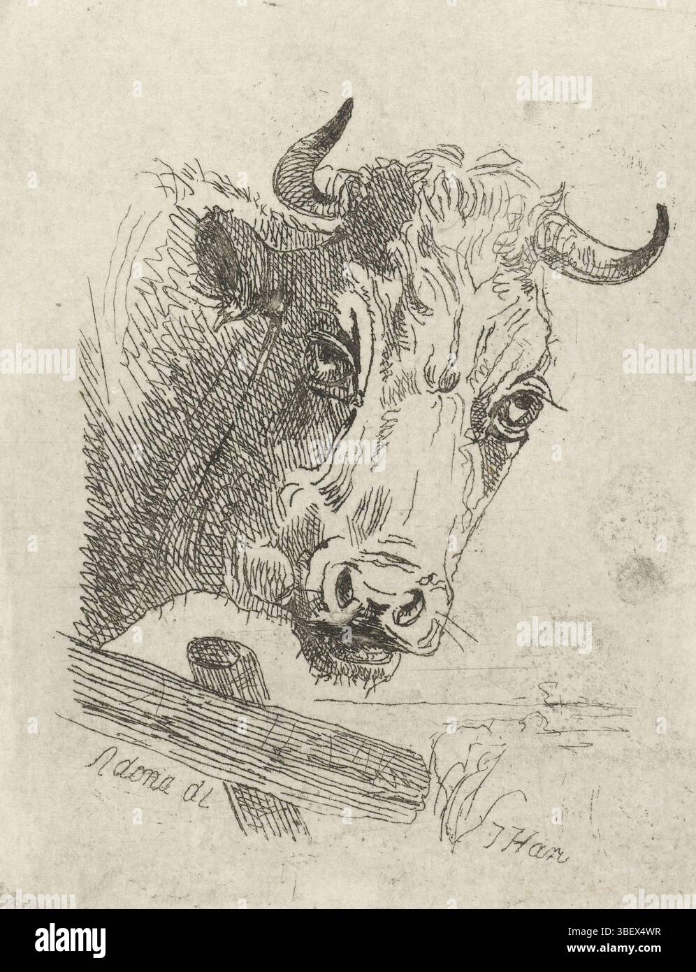 Den Haag, Hari, Johannes (II), Cowhead a destra, l'Aia, verso - timbrato, stampa, altezza 83 mm, larghezza 66 mm, 1807-12-01 - 1887-03-18, macchina di stampa, 1822 - 1887, carta, incisione, incisione Foto Stock