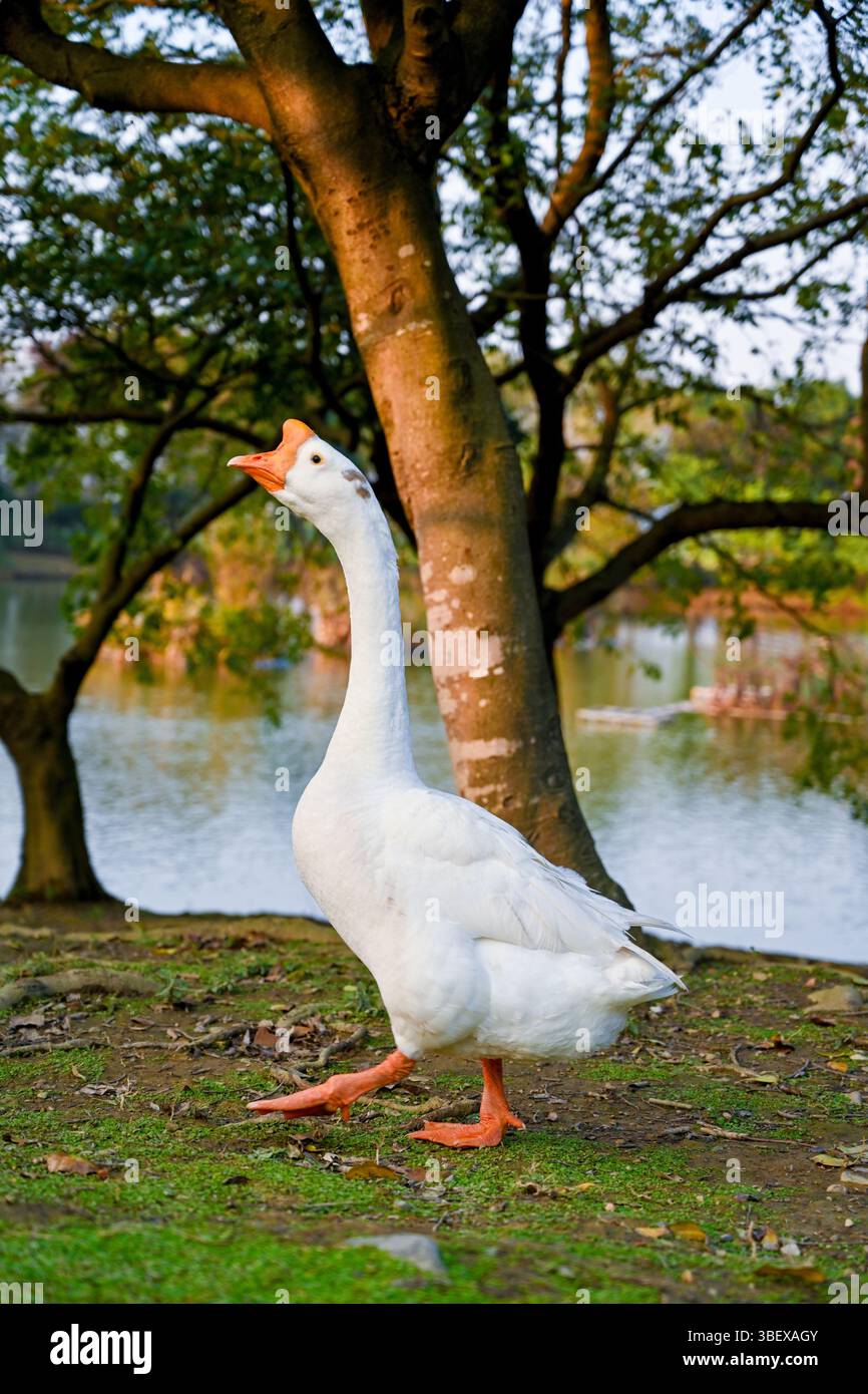 Un'oca bianca che cammina lungo una sponda erbosa sul lago sotto alberi sovrastanti, mostrando la sua posizione eretta, il becco arancione e i piedi intrecciati in un ambiente sereno Foto Stock