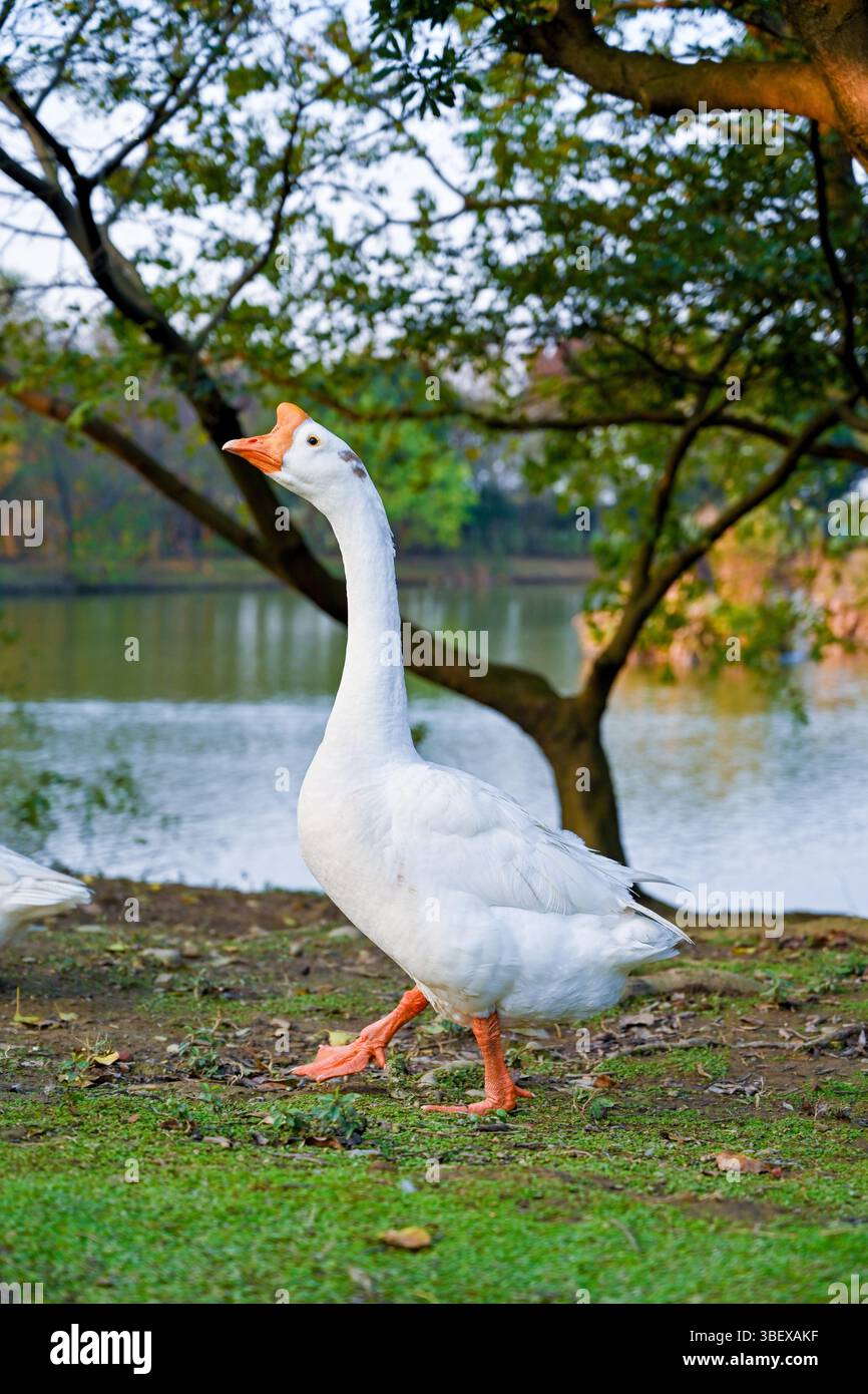 Un'oca bianca che cammina lungo una sponda erbosa sul lago sotto alberi sovrastanti, mostrando la sua posizione eretta, il becco arancione e i piedi intrecciati in un ambiente sereno Foto Stock