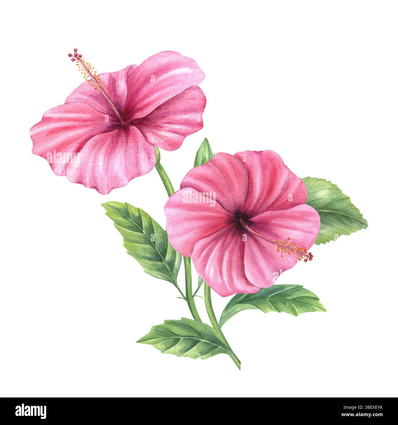Ramo di ibisco con vivaci fiori rosa illustrazione acquerello sfondo isolato. Rose Mallow per inviti di nozze tropicali, prodotti spa Foto Stock