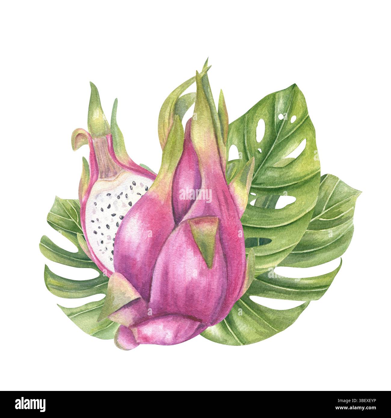 Ramo di ibisco con vivaci fiori rosa illustrazione acquerello sfondo isolato. Rose Mallow per inviti di nozze tropicali, prodotti spa Foto Stock