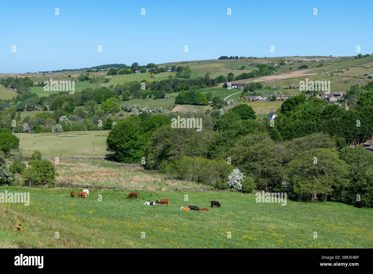 Mucche nei campi intorno al villaggio di Rowarth nella campagna del Derbyshire a tarda primavera. Foto Stock