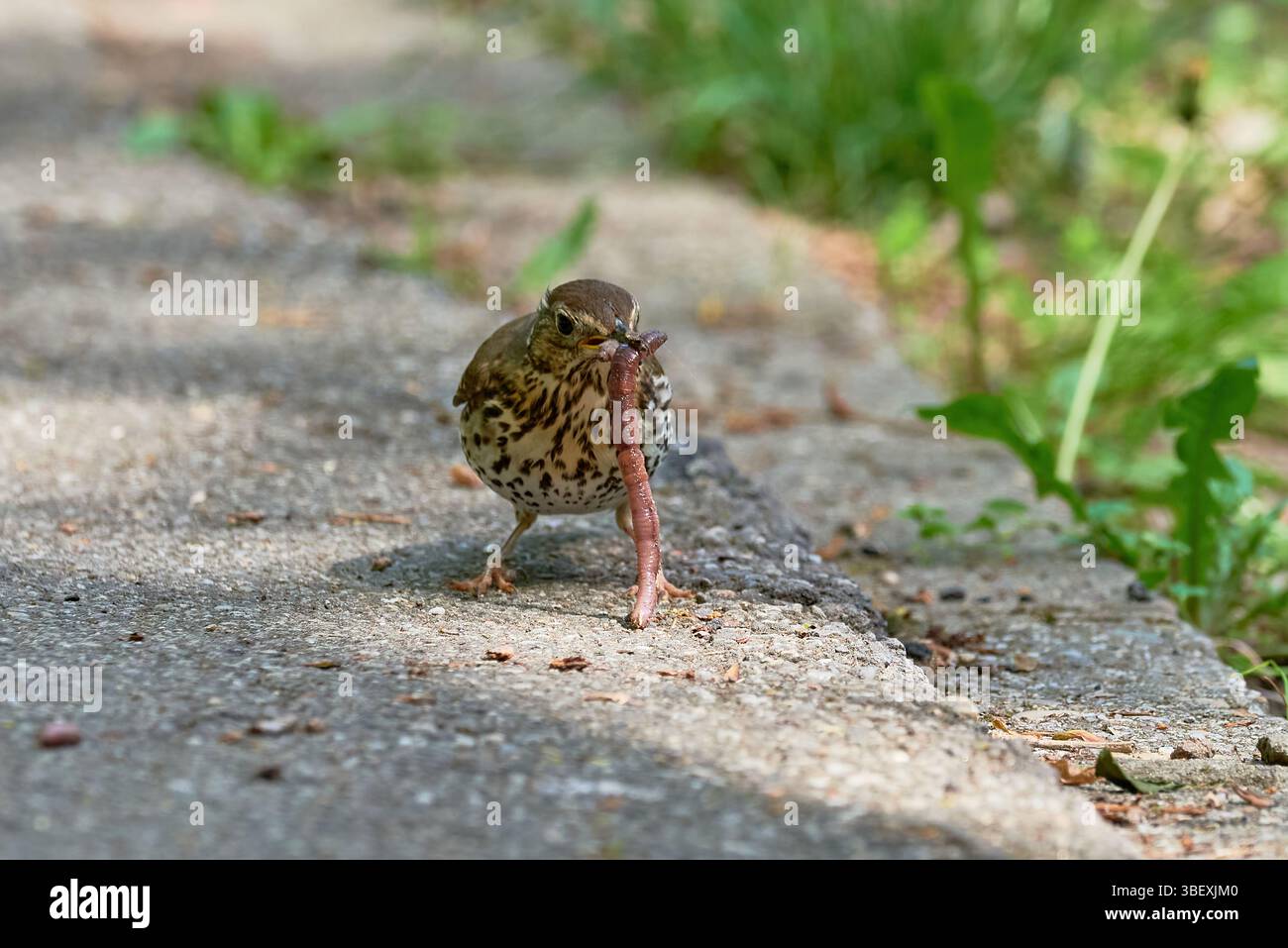 Canzone Thrush uccello mangiare vermi ( Turdus Philomelos ) Foto Stock
