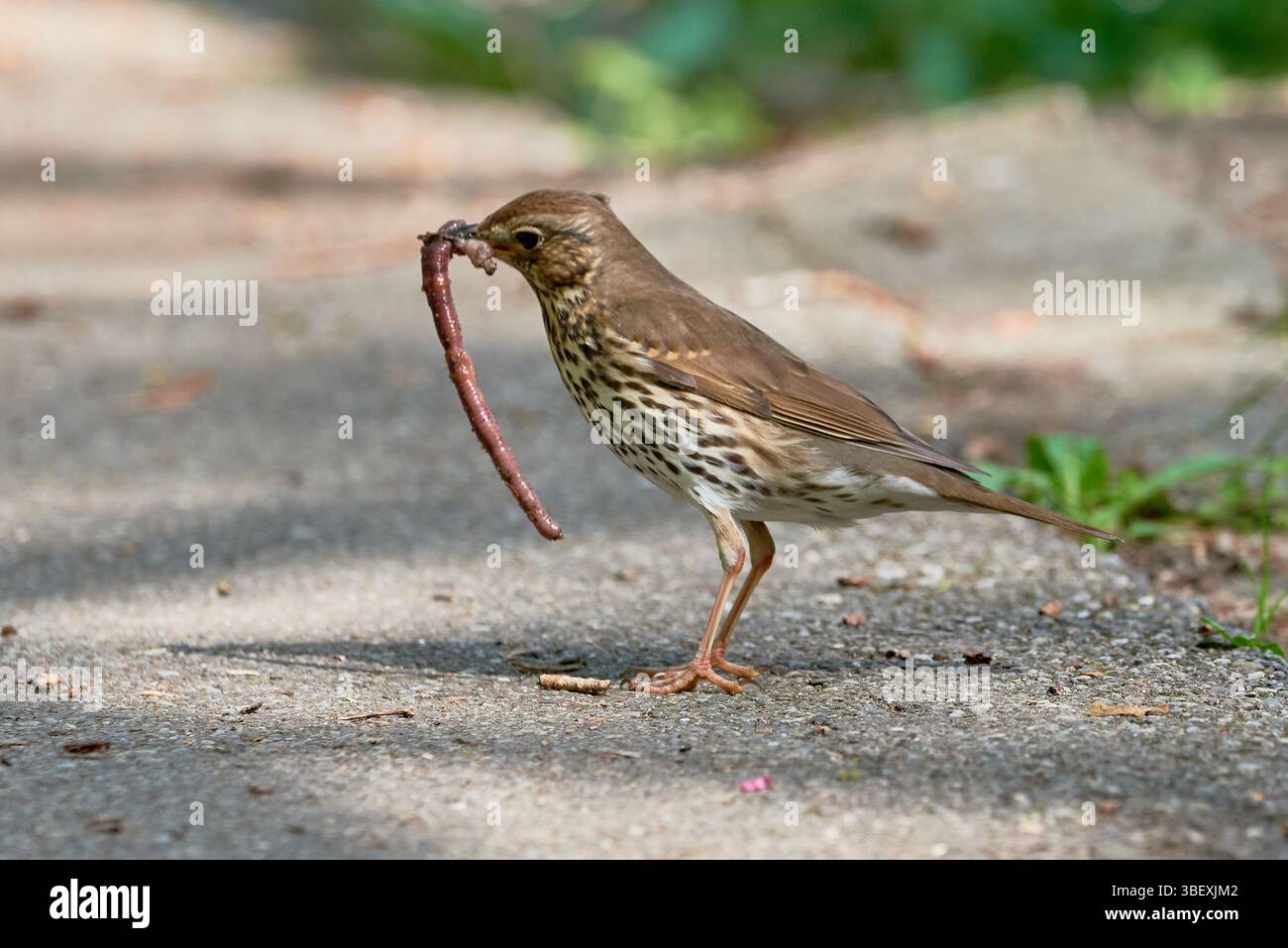 Canzone Thrush uccello mangiare vermi ( Turdus Philomelos ) Foto Stock