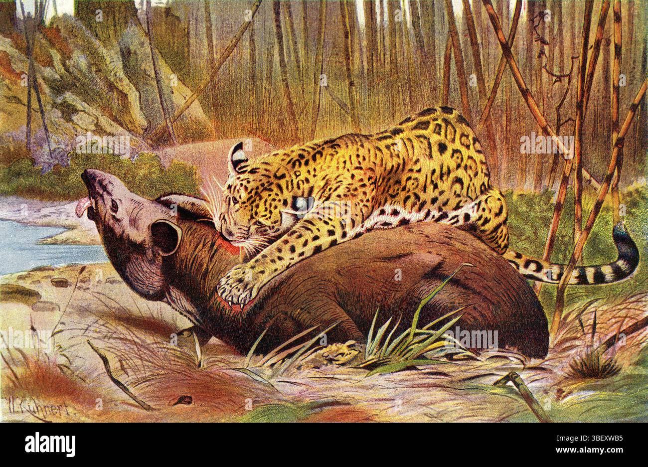 Illustrazione della predazione di leopardo e tapir nella giungla Foto Stock