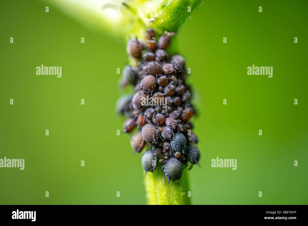 Macro primo piano di afidi di fagioli neri (Aphis sambuci) raggruppati su ramoscelli di sambuco, che mostrano texture dettagliate e un morbido sfondo verde naturale. Foto Stock