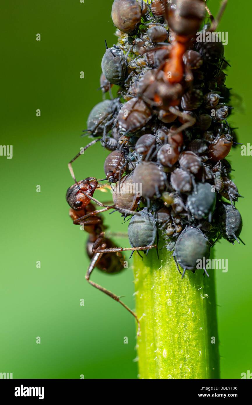 Macro primo piano di formiche di legno rosso (formica rufa) che tendono agli afidi di fagioli neri (aphis sambuci) e raccolgono la rugiada di miele su un ramoscello di sambuco. Foto Stock