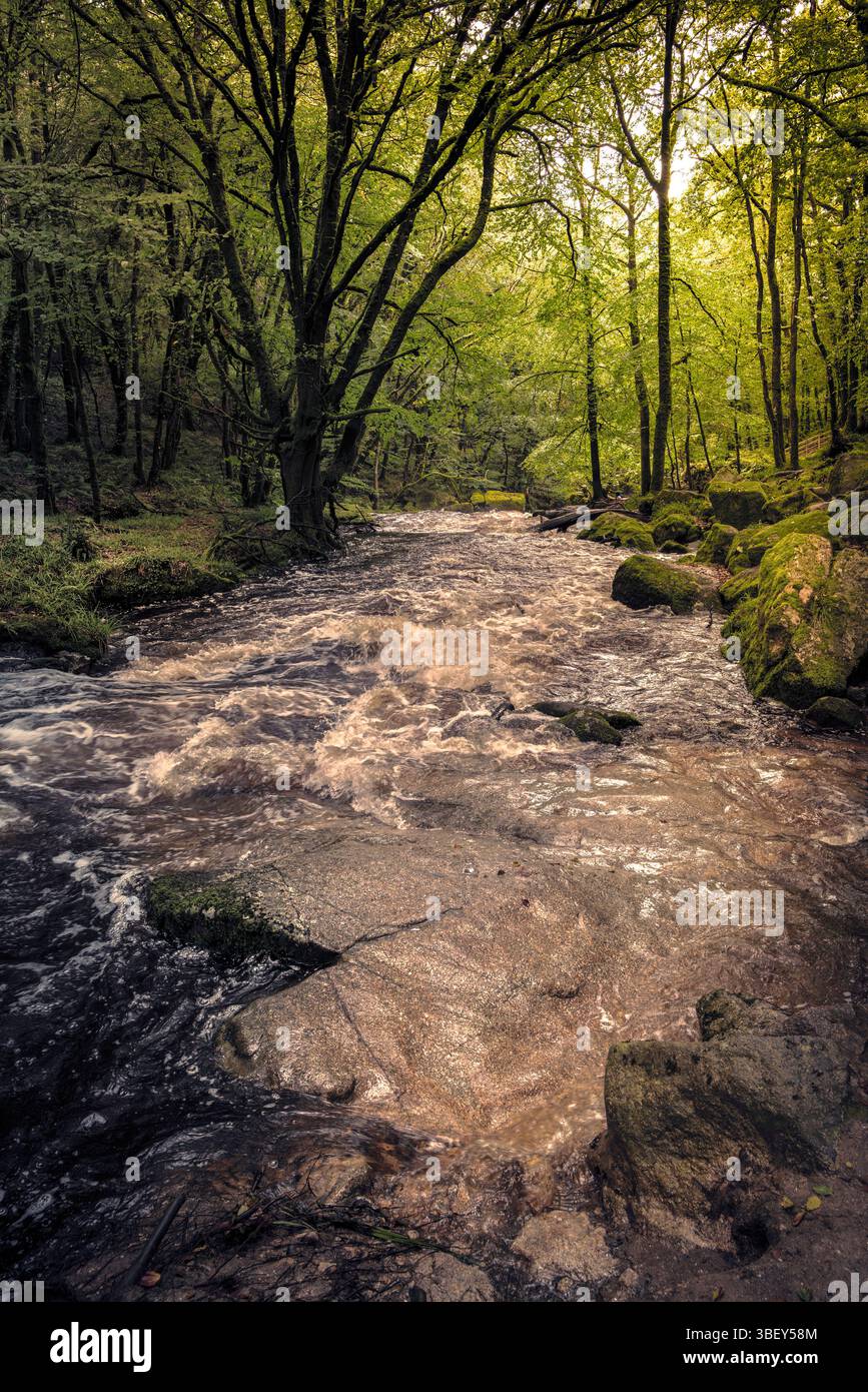 Cascate di Golitha. Il fiume Fowey scorre attraverso l'antico bosco di querce di Draynes Wood a Bodmin Moor in Cornovaglia nel Regno Unito. Foto Stock