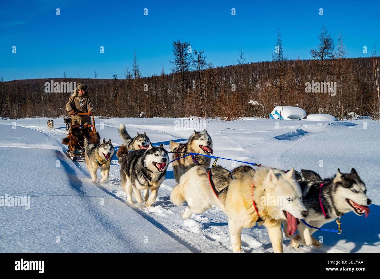 Evenki sta facendo slitta trainata da cani, Tura, Krai di Krasnoyarsk, Stato di Evenki, Russia Foto Stock