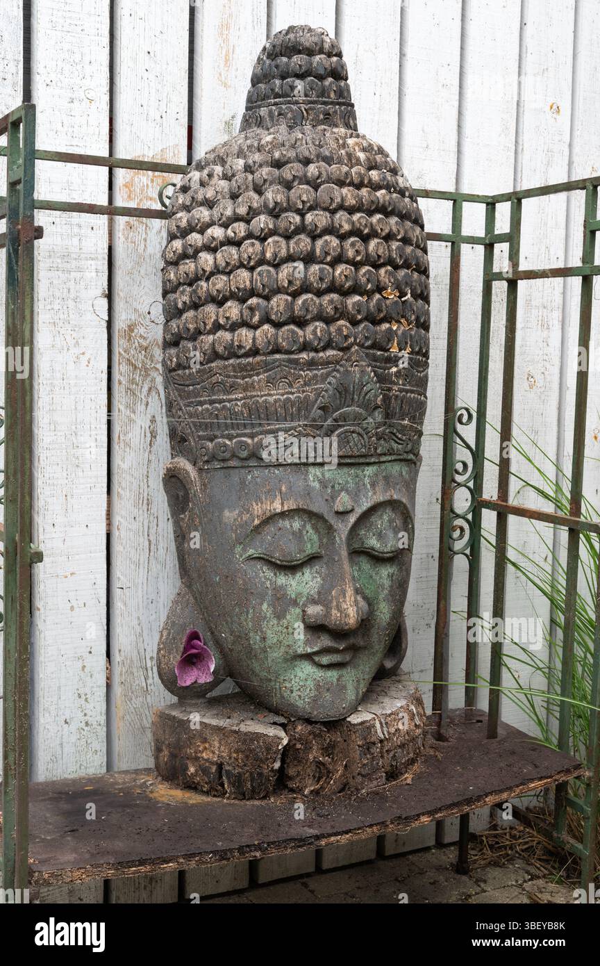 Una splendida scultura a testa di Buddha in una natura lussureggiante, ideale per creare ambienti tranquilli e rilassanti Foto Stock
