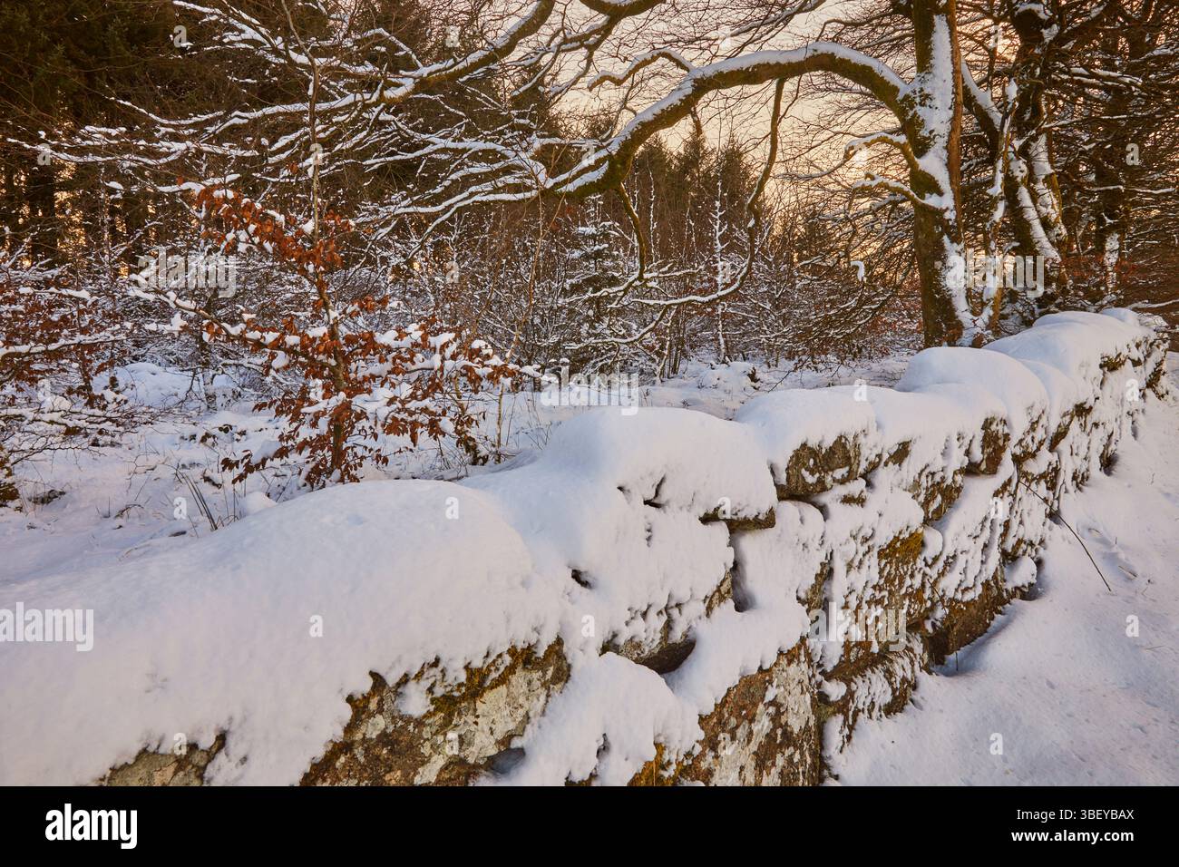 Un bosco invernale innevato, vicino a Princetown, nel cuore del Dartmoor National Park, Devon, Gran Bretagna. Foto Stock