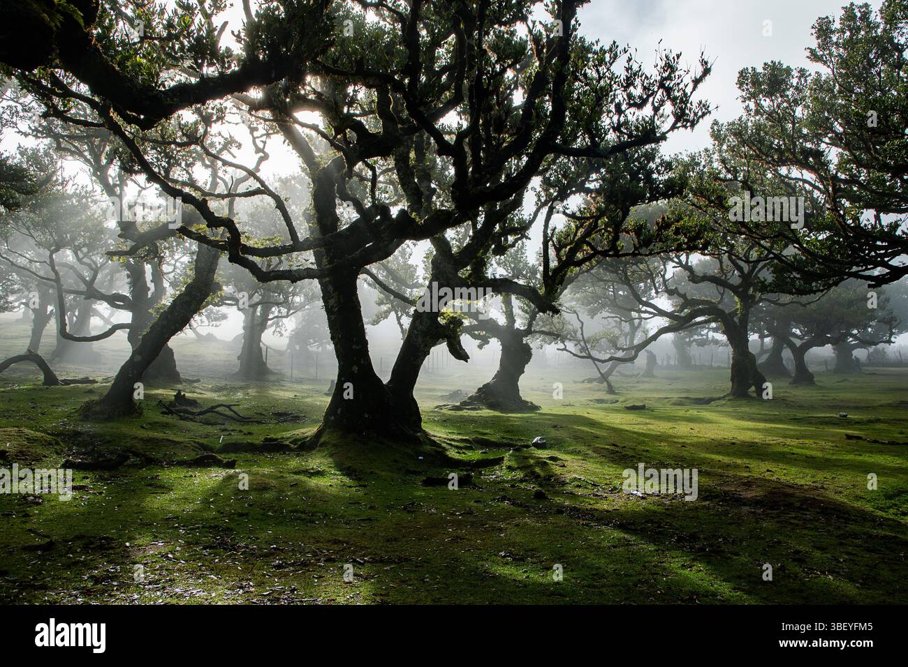 Foresta di alloro Fanal con maestosi alberi antichi, Madeira, Portogallo Foto Stock