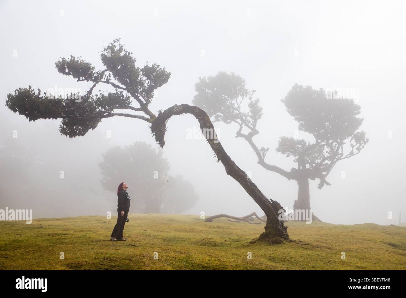 Foresta di alloro Fanal con maestosi alberi antichi, Madeira, Portogallo Foto Stock