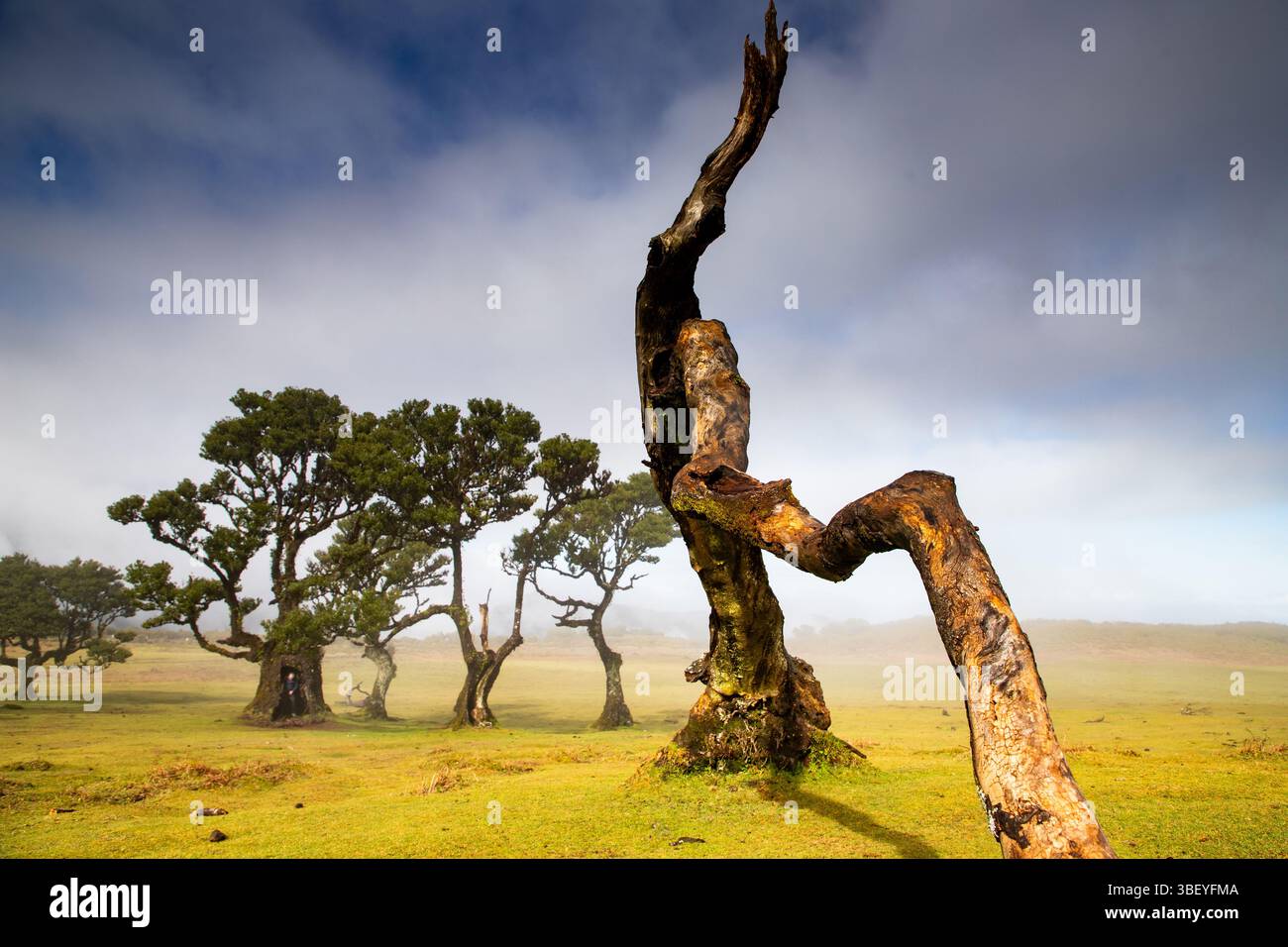 Foresta di alloro Fanal con maestosi alberi antichi, Madeira, Portogallo Foto Stock