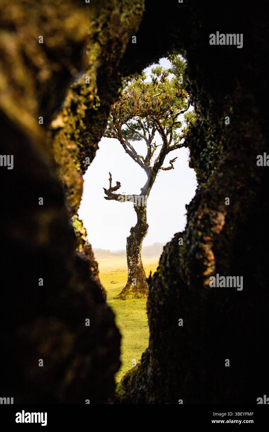 Foresta di alloro Fanal con maestosi alberi antichi, Madeira, Portogallo Foto Stock