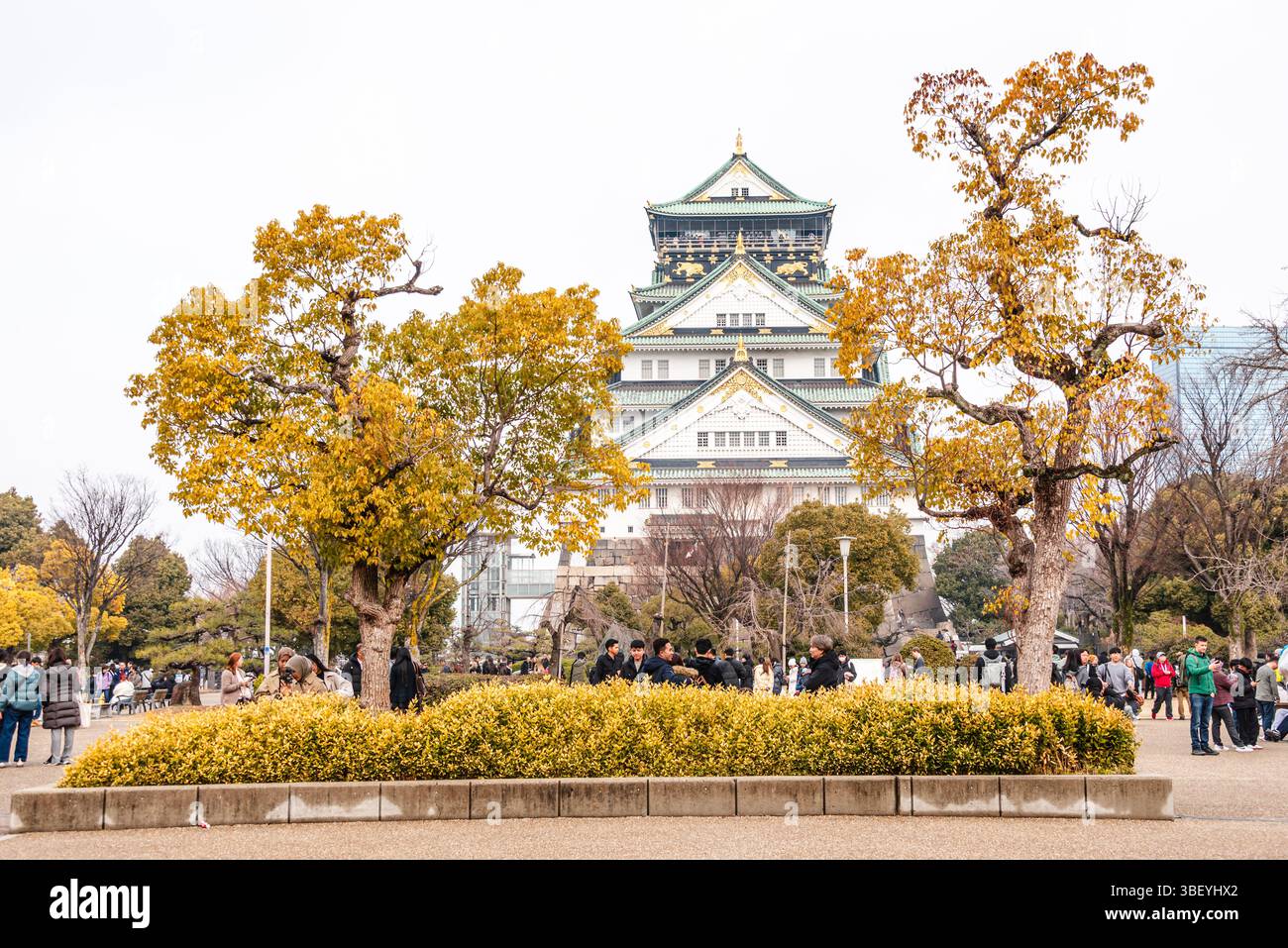 Castello di Osaka in Giappone con alberi di fogliame dorati di fronte alla torre principale. Foto Stock