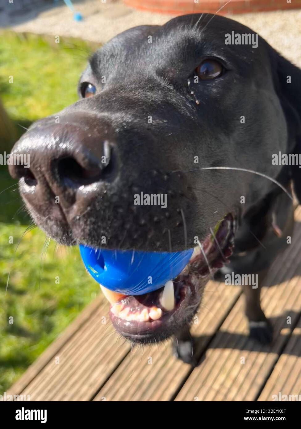 Un felice cane labrador nero che gioca con una palla blu nella campagna inglese in una giornata di sole in primavera in Inghilterra, Regno Unito, Europa. - Immagine stock catturata con smartphone