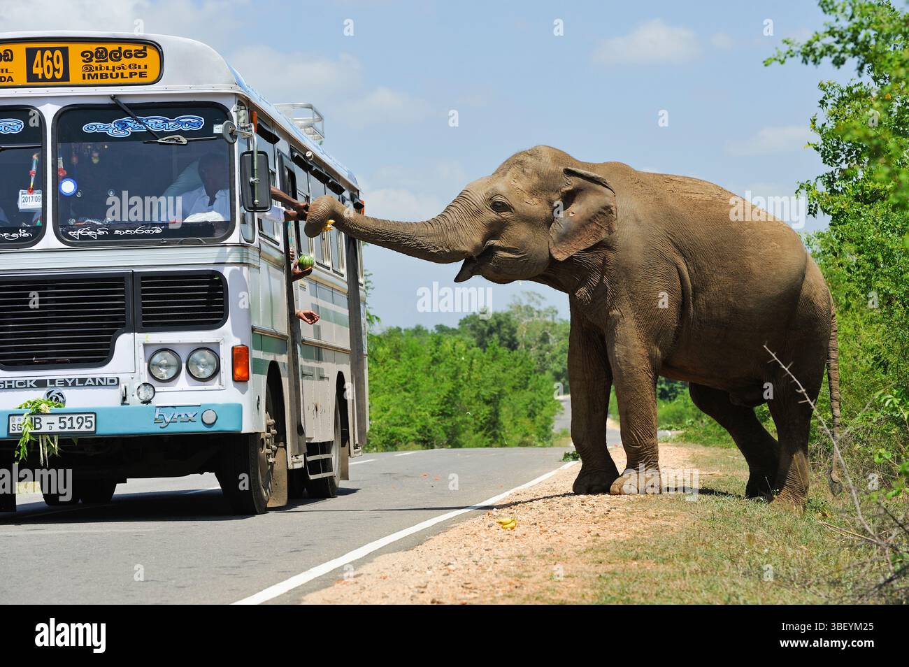Elefante selvatico libero in attesa di un regalo da parte dei viaggiatori sul bordo della strada vicino al Parco Nazionale di Lunugamvehera, Sri Lanka Foto Stock