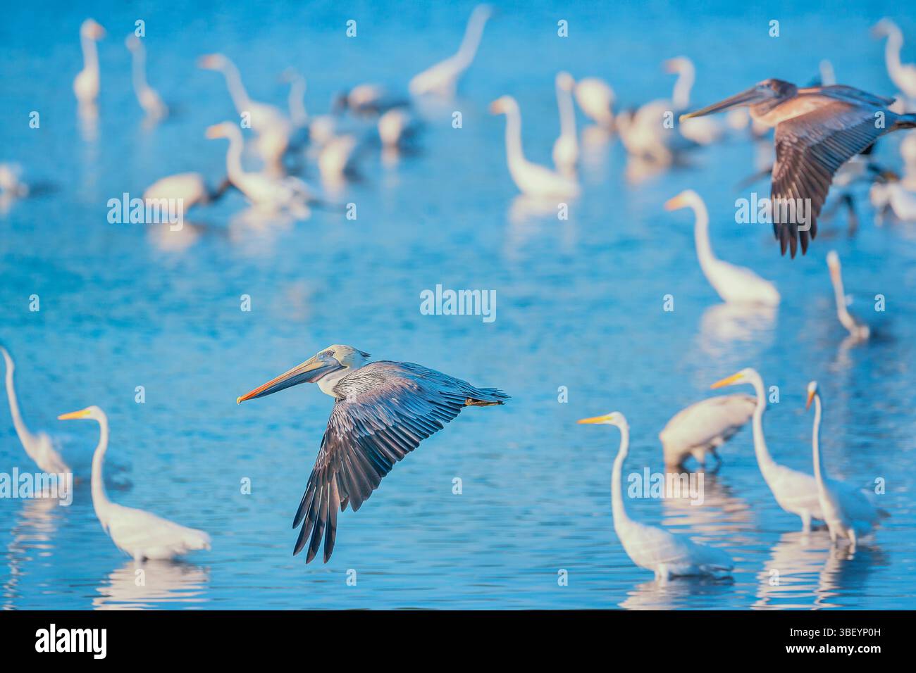 Pellicani bruni (Pecanus occidentalis) in volo, Isola di Sanibel, J.N. Ding Darling National Wildlife Refuge Florida, USA Foto Stock