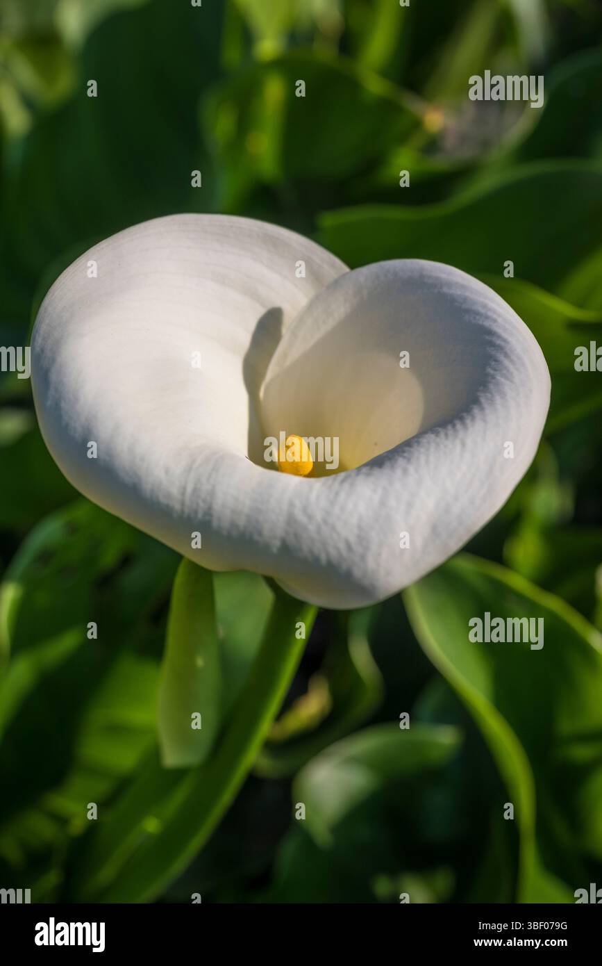 Calla Lily flower Foto Stock Calla Lily flower Foto Stock