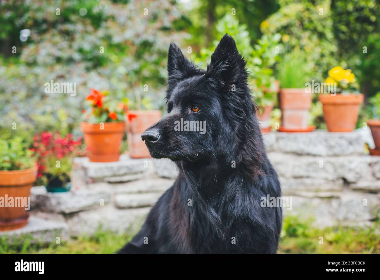 Antico tedesco cane pastore Foto Stock