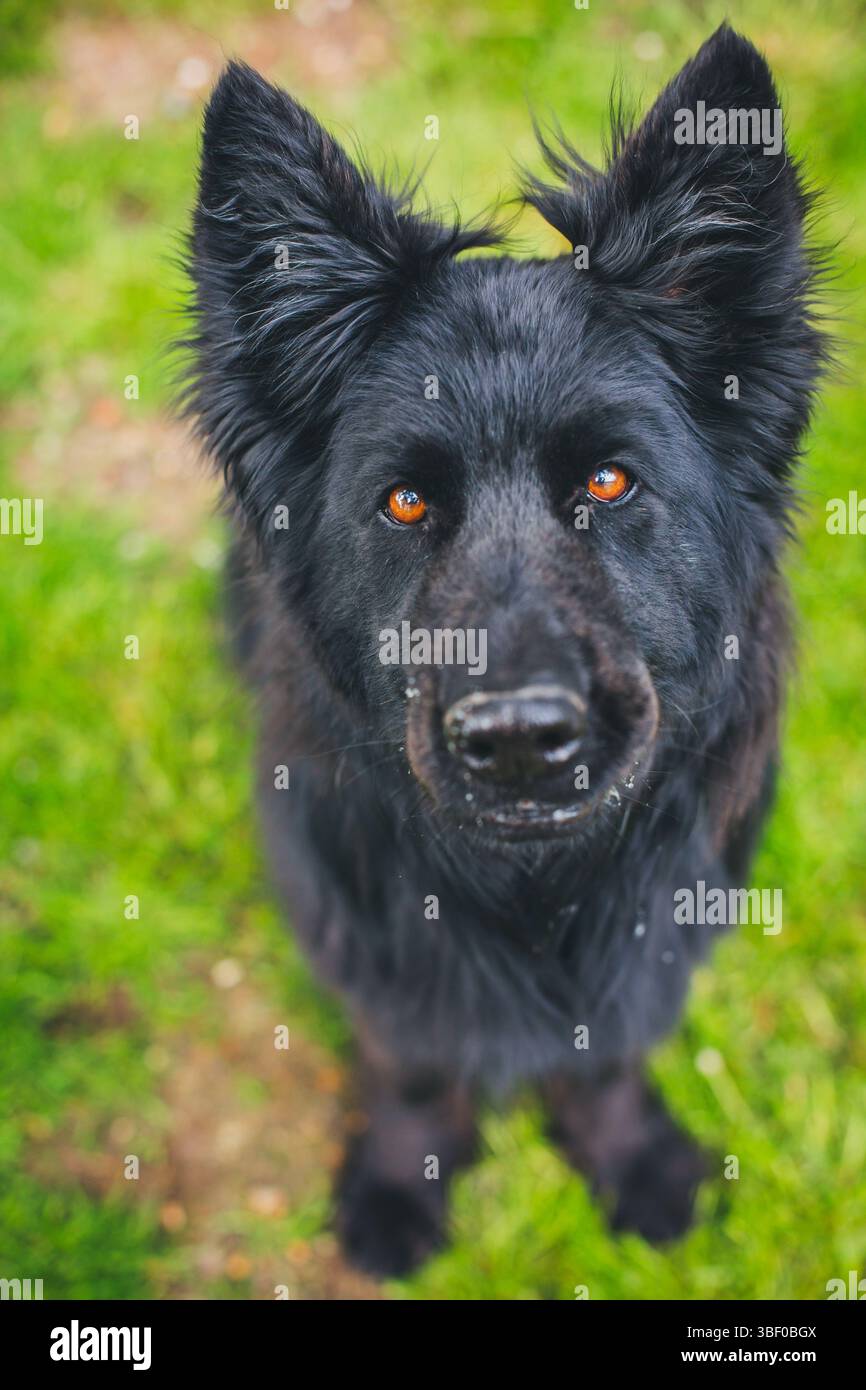 Antico tedesco cane pastore Foto Stock