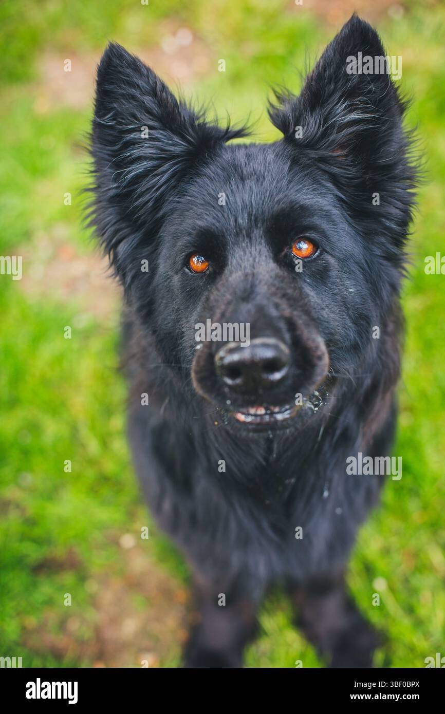 Antico tedesco cane pastore Foto Stock