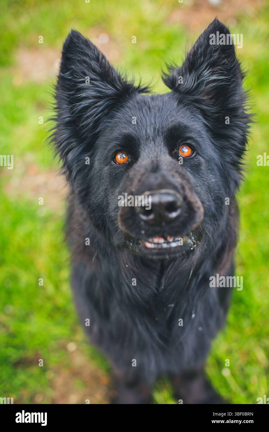Antico tedesco cane pastore Foto Stock