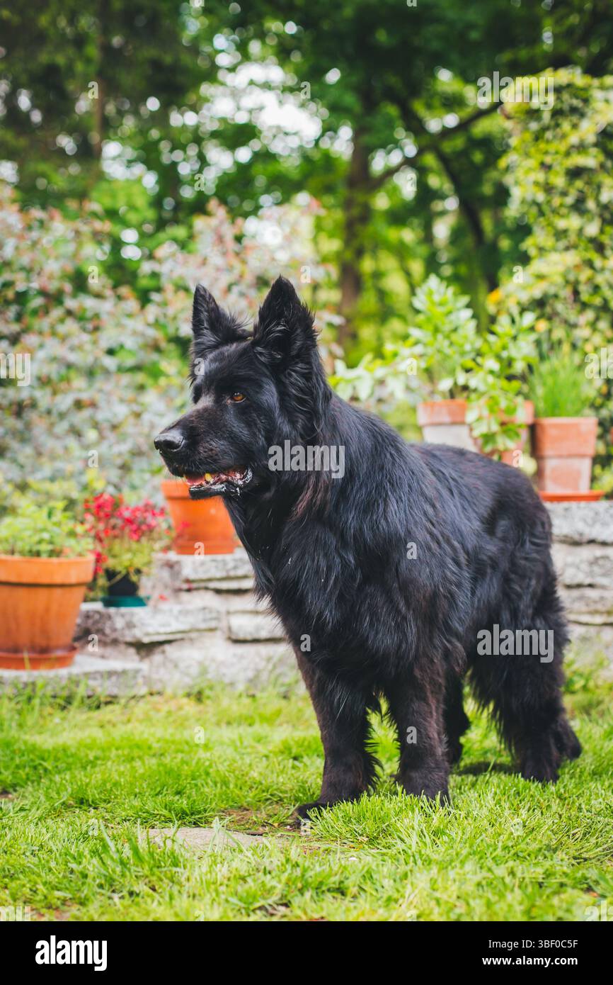 Antico tedesco cane pastore Foto Stock
