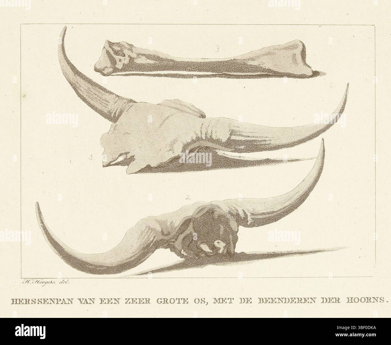 Paesi Bassi, Hoogers, Hendrik, Paesi Bassi, Bos, Anthonie van den, Herssenpan van een heel grote os, met de Bones der Horns, Beenderen van een os, verso - stampigliato, Beenders che furono lavati durante l'inondazione del 1809 in cui vaste parti dei Paesi Bassi centrali si inondarono., stampa, illustrazione di libri, stampe, altezza 195 mm, larghezza 223 mm, 1763 - 1838-01-01, macchina di stampa, 1809 - 1810, carta, acquaforte, acquatinta, stampa a colori, olandese, 1747-03-24 - 1814-10-24, tirante intermedio Foto Stock