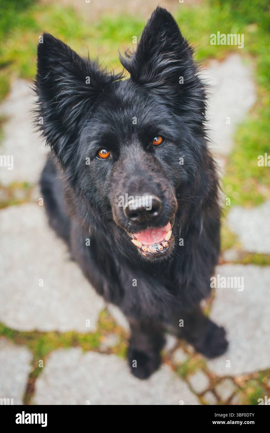 Antico tedesco cane pastore Foto Stock