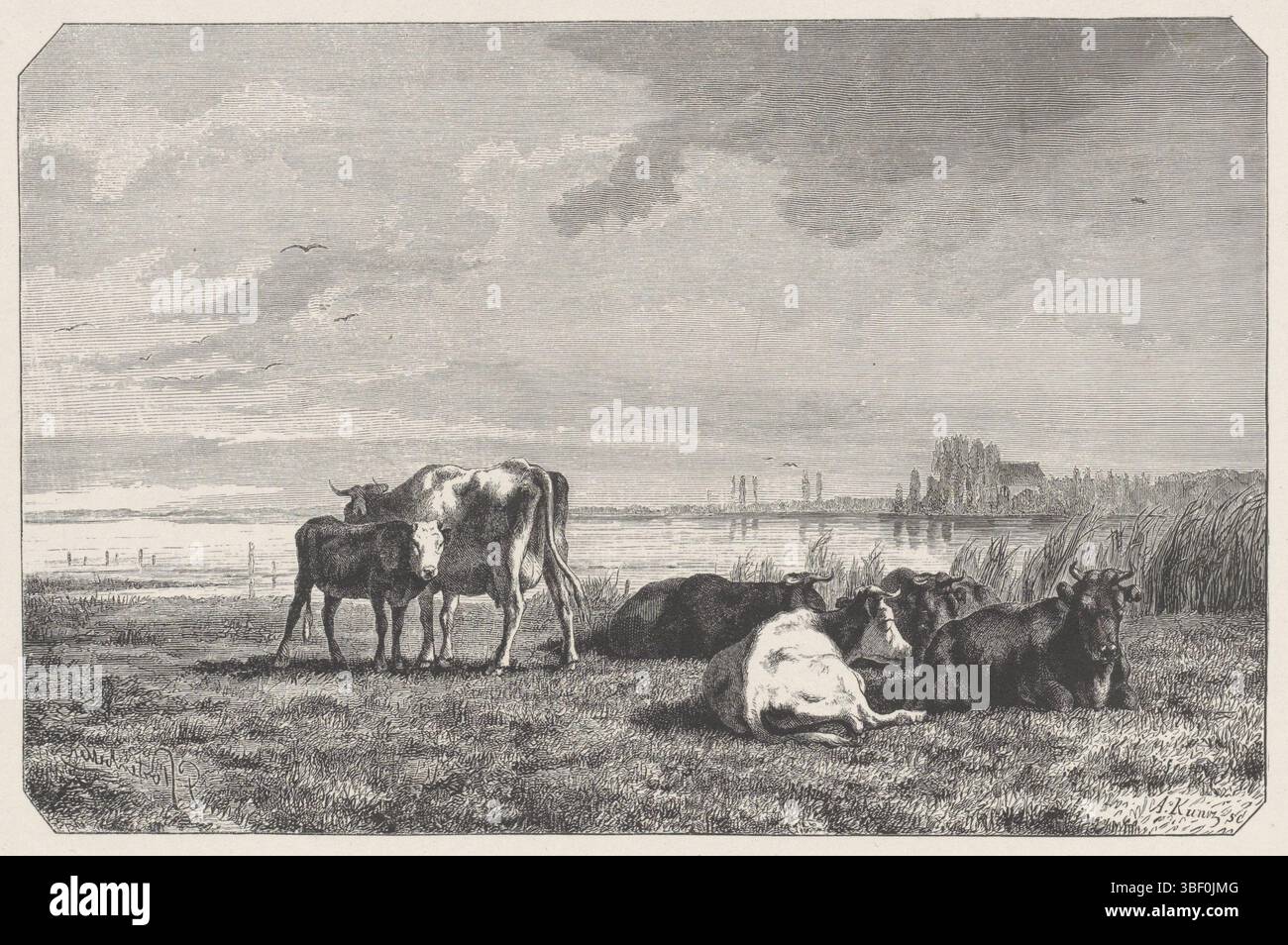 Sconosciuto, Paesi Bassi, Kunz, Arie, mucche in un prato sull'acqua, sconosciuto, verso il fondo centrale - stampato, stampa, altezza 166 mm, larghezza 242 mm, 1825 - 1870, Printmaker, 1835 - 1925, carta, incisione legno, concetto di lavoro Foto Stock