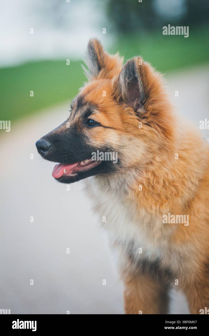 Cucciolo di cane da pastore islandese Foto Stock
