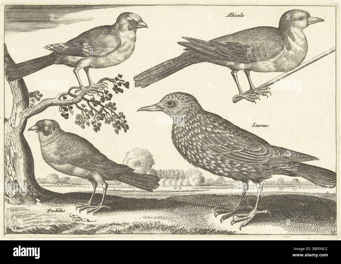 Amsterdam, Visscher, Nicolaes (i), sconosciuto, Anversa, Collaert, Adriaen, Avivm Vivae, uccelli, quattro uccelli, Amsterdam, verso il fondo centrale - timbrato, due fringuelli, un larice e uno starling. La stampa fa parte di una serie con gli uccelli come soggetto., stampa, larghezza 195 mm, altezza, 134 mm, Work Conception, Sud-olandese (prima del 1775), 1560 - 1618-06-29, dopo la progettazione, 1659 - 1659, carta, incisione, incisione, incisione (processo di stampa), stampatrice, pubblicazione (evento), pubblicazione, Paesi Bassi del Nord, 1618-01-25 - 1679, editore Foto Stock