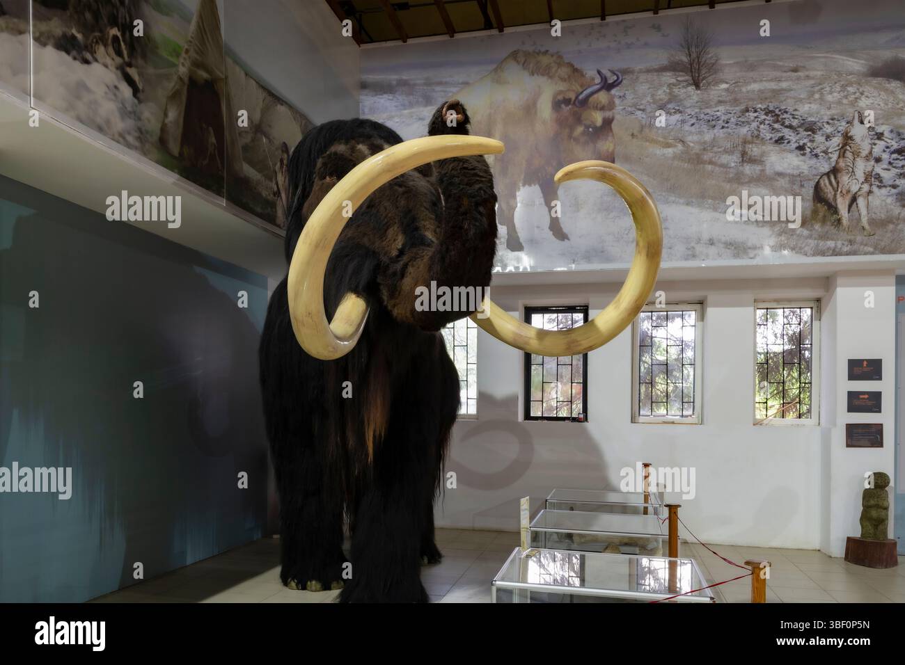 KOSTENKI, RUSSIA - 4 MAGGIO 2025: Mammut nei locali del museo archeologico di Kostenki Foto Stock