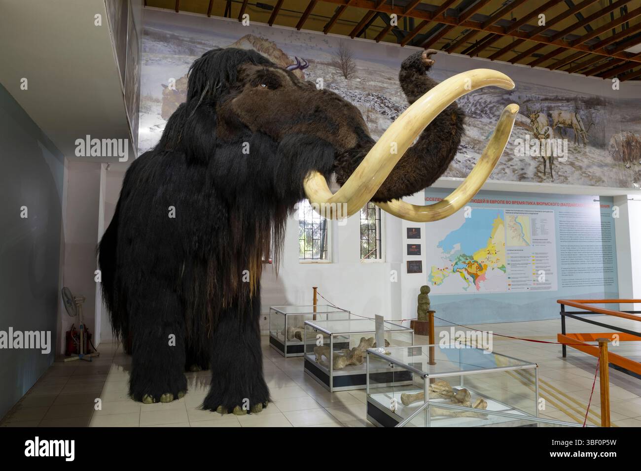 KOSTENKI, RUSSIA - 3 MAGGIO 2025: Il mammut fossile nella mostra del museo archeologico "Kostenki" Foto Stock