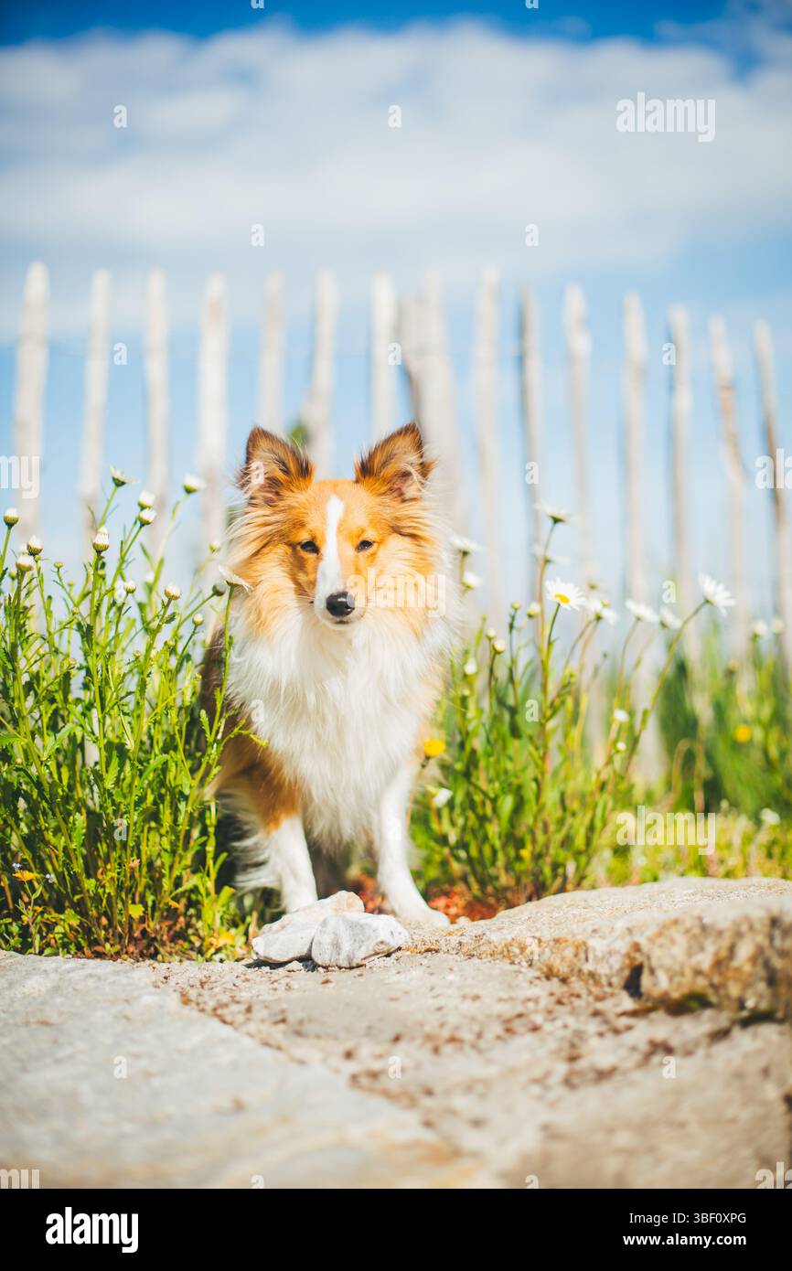 Sheepdog Shetland Foto Stock