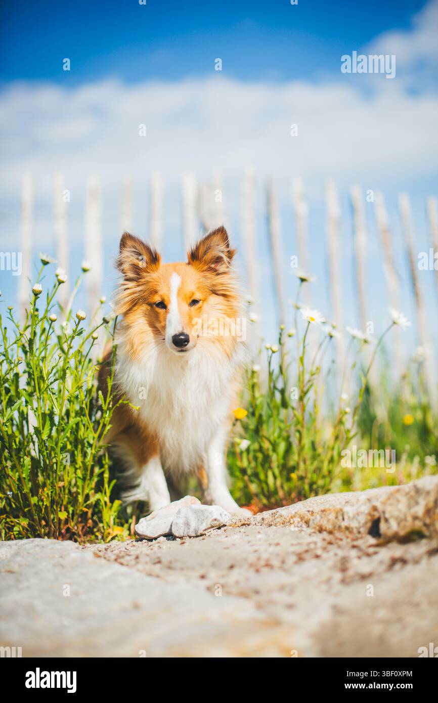 Sheepdog Shetland Foto Stock